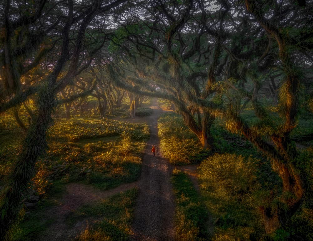 Enchanted Forest Path by Yuan Su — canvas wall art