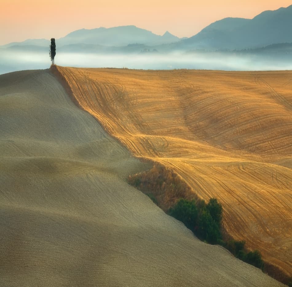 Lone Tree Misty Morning by Krzysztof Browko — canvas wall art