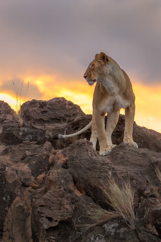 Watchful Lioness at Sunset by Hong Chen — canvas wall art