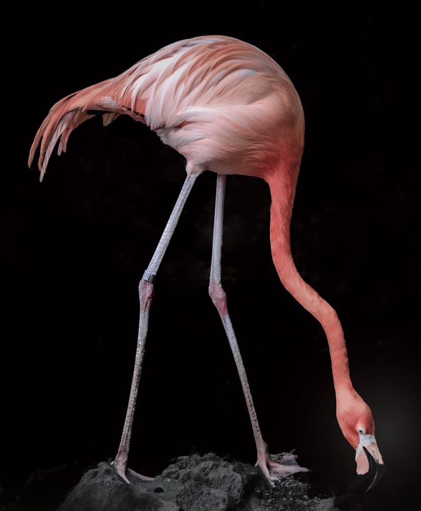 Pink Flamingo Grace by Adachi Lintaman — canvas wall art