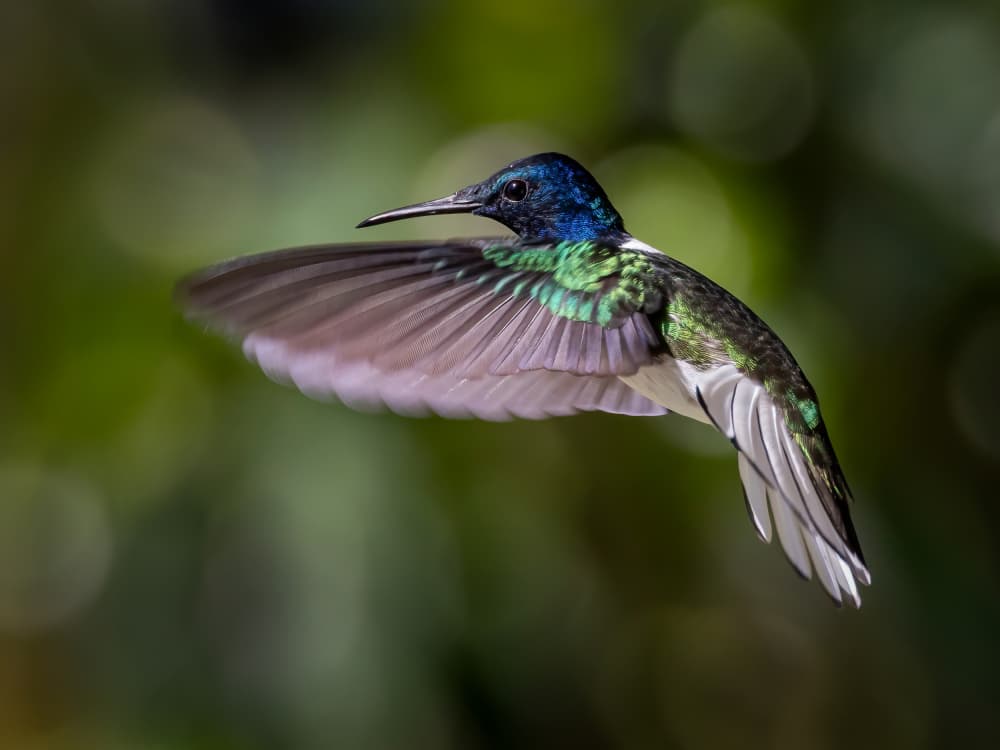 Green Hummingbird in Flight by Xiaohong Zhang — canvas wall art