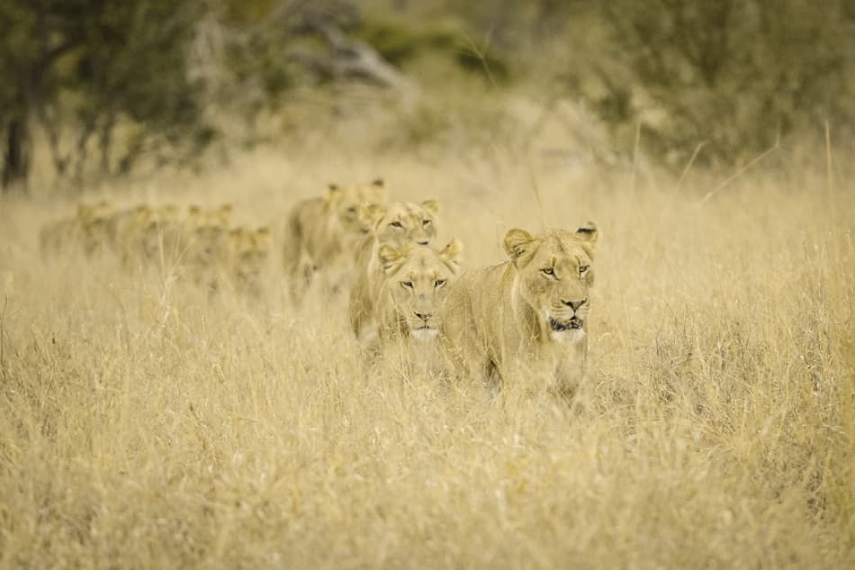 African Lionesses Walking by Mohammed Alnaser — canvas wall art