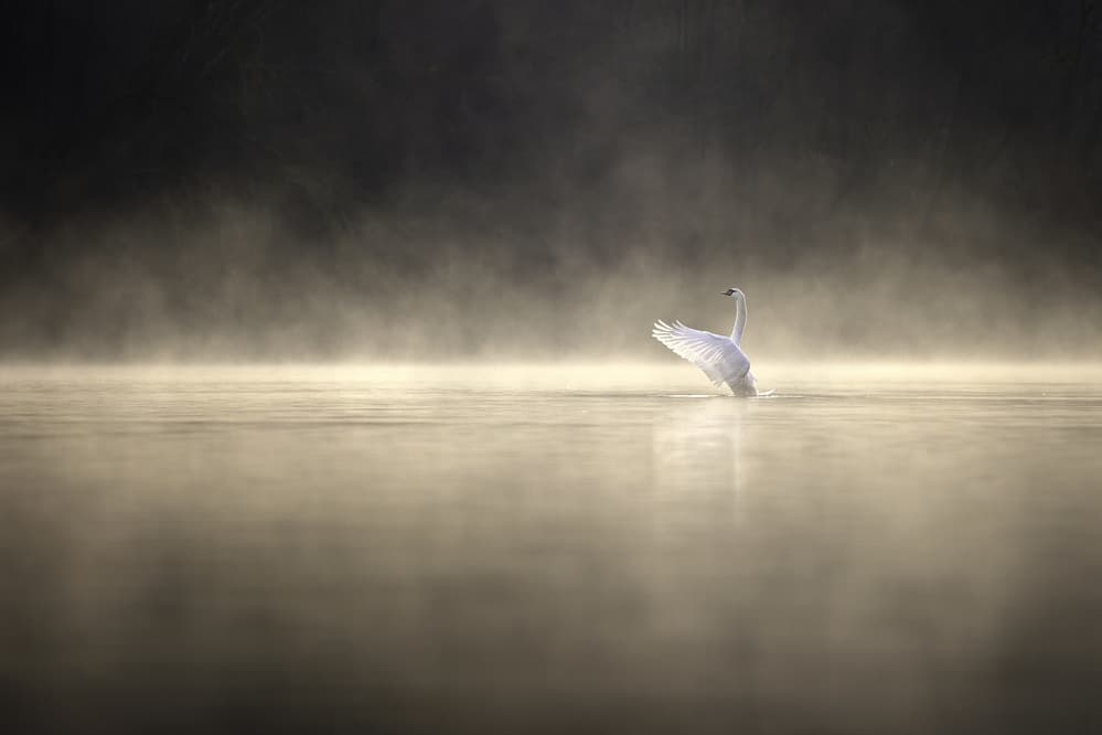 Misty Morning Swan by Marco Redaelli — canvas wall art