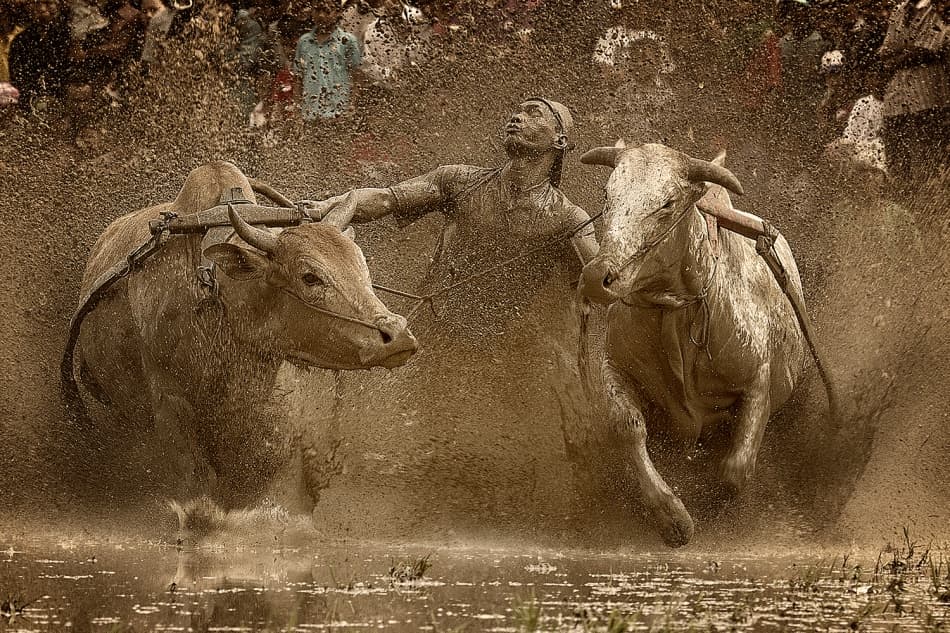 Muddy Bull Race Action by Fauzan Maududdin — canvas wall art