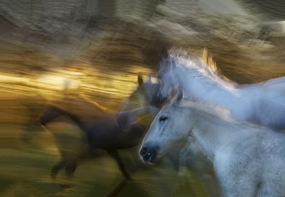 Galloping Wild Horses by Milan Malovrh — canvas wall art