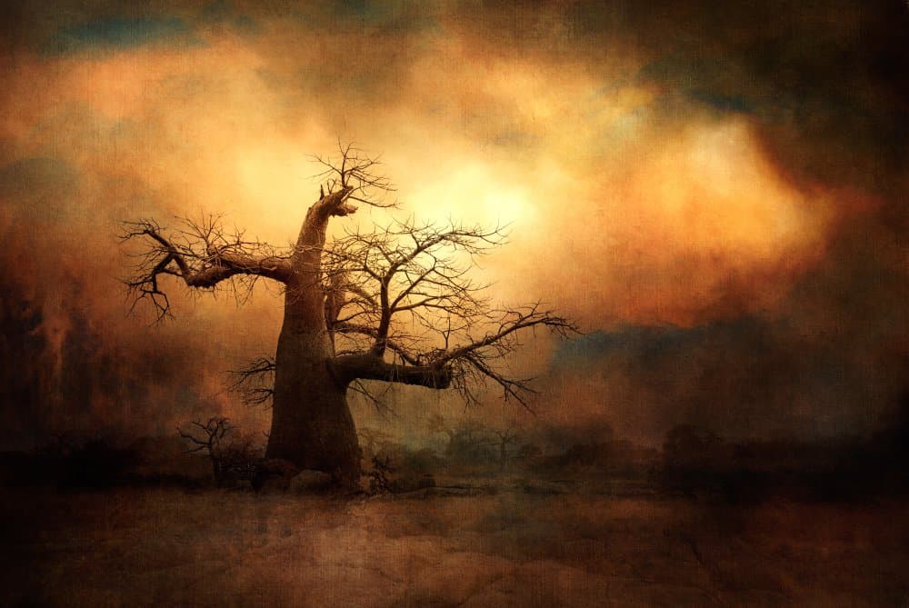 Glowing Baobab Twilight by Charlaine Gerber — canvas wall art