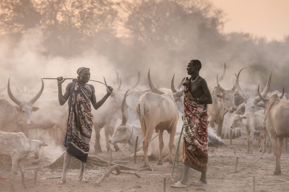 African Cattle Herders by Trevor Cole — canvas wall art
