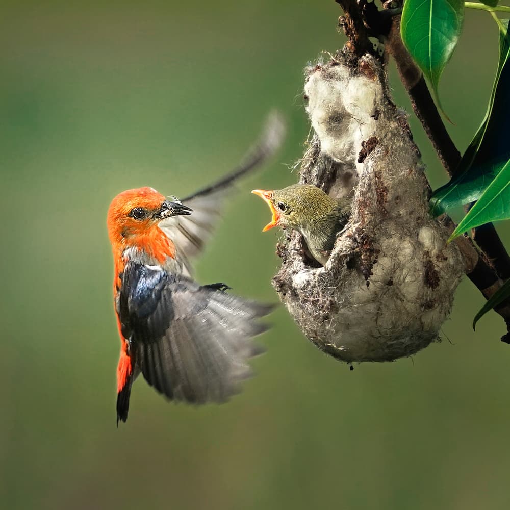Orange Bird Feeds Chick by Handi Nugraha — canvas wall art