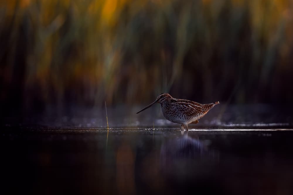 Common snipe hiding in the shoreline by Magnus Renmyr — canvas wall art