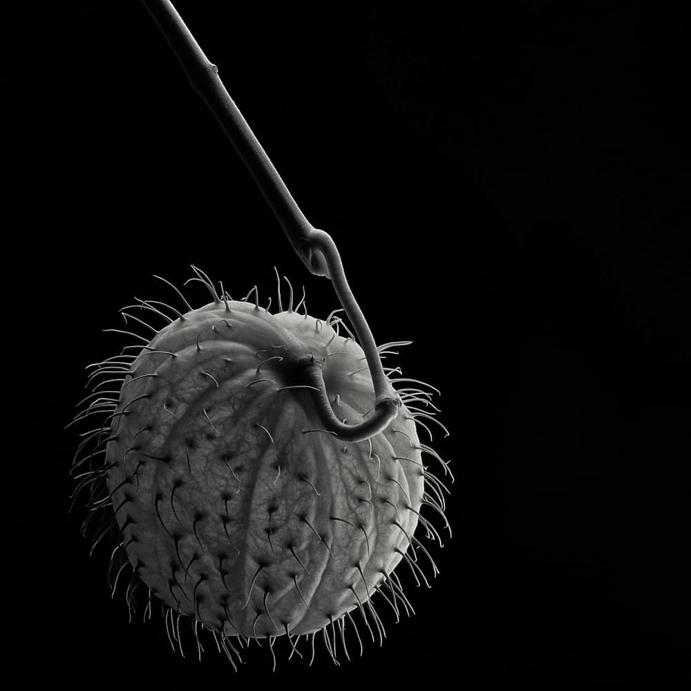Delicate Spiky Pod by Lotte Grønkjær — canvas wall art