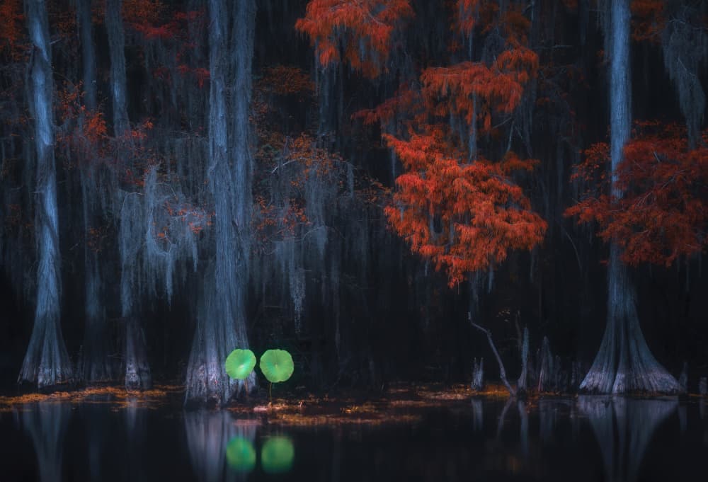 Autumn Cypress Lily Pads by Catherine Wang — canvas wall art