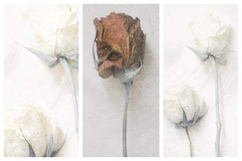 Faded Rose Blooms by Delphine Devos — canvas wall art