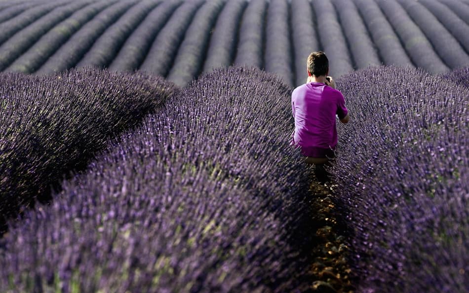 Man Among Lavender Rows by Izidor Gasperlin — canvas wall art