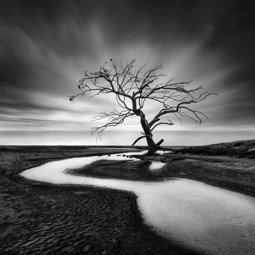 Bare Tree Coastal Landscape by George Digalakis — canvas wall art