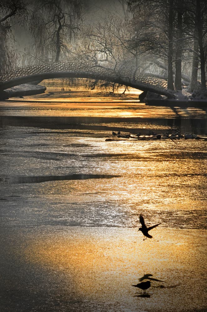 Golden Winter Reflections by Cristian Andreescu — canvas wall art