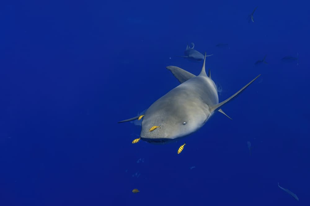 Deep Blue Shark by Alessandro Catta — canvas wall art