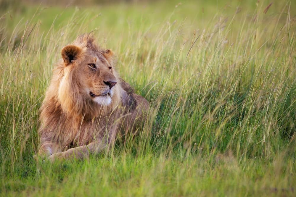 Regal Lion Rests by Mohammed Alnaser — canvas wall art