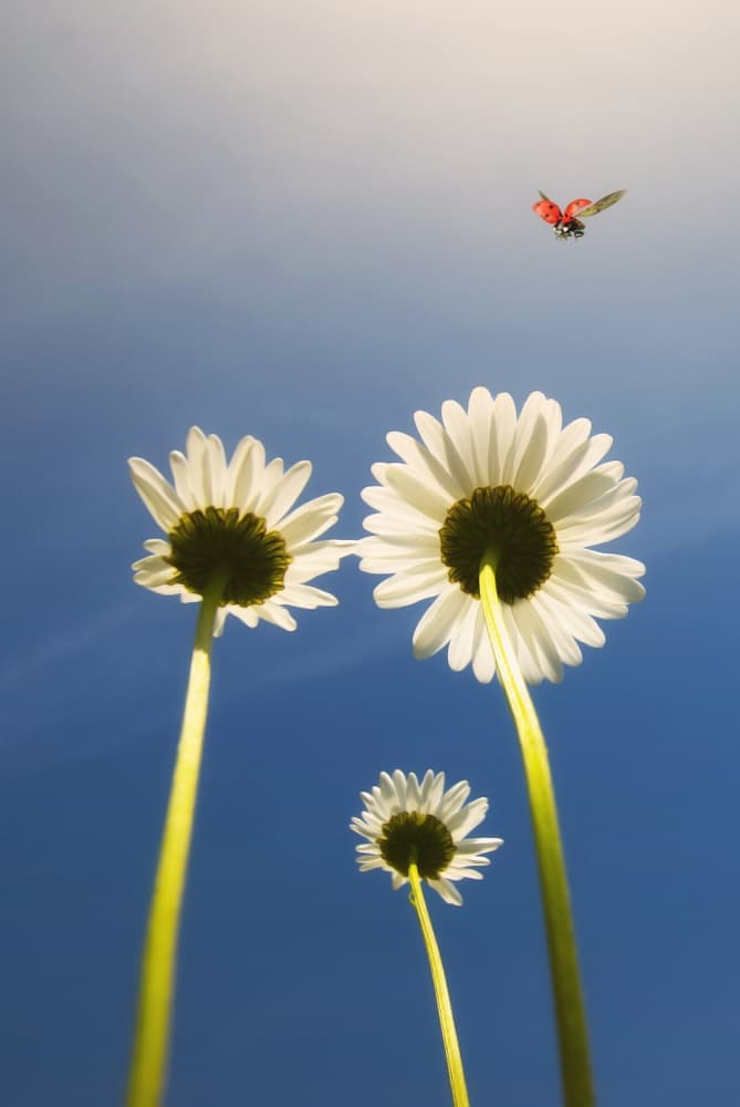Ladybug Over Bright Daisies by Jose C. Lobato — canvas wall art