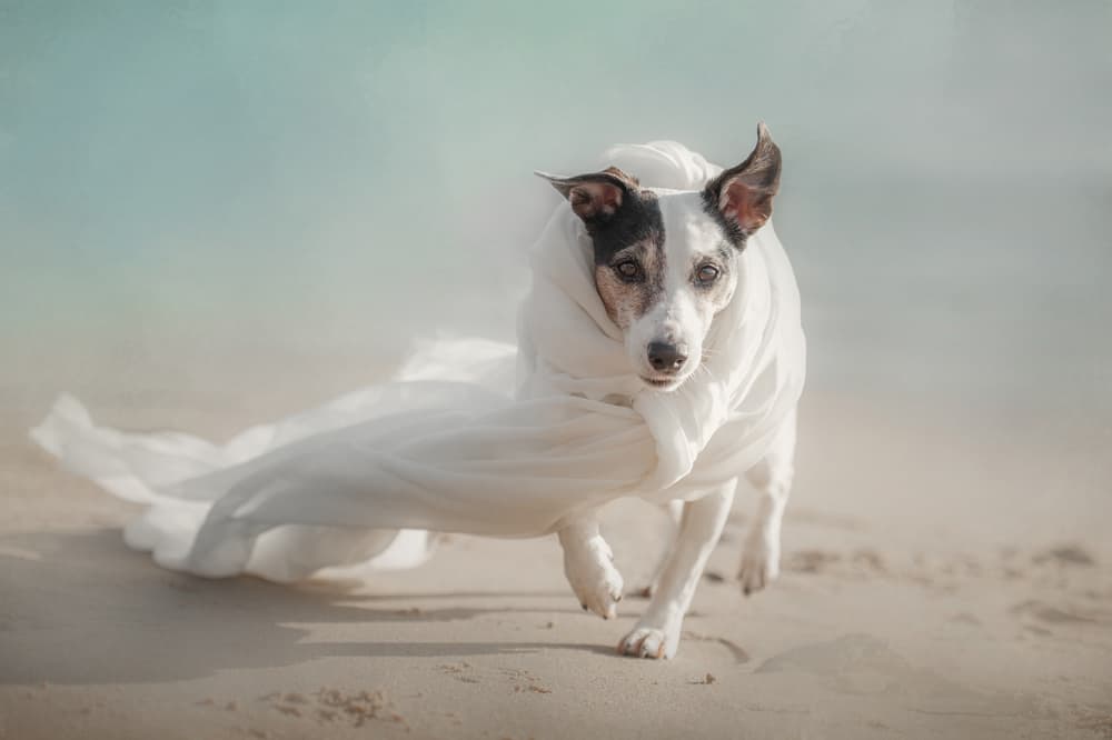 Running Beach Dog by Heike Willers — canvas wall art