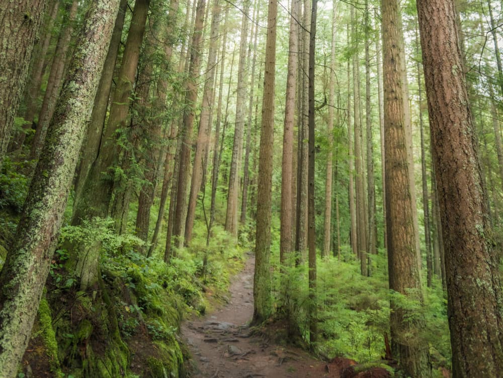 Serene Forest Trail by Lynann Colligan — canvas wall art