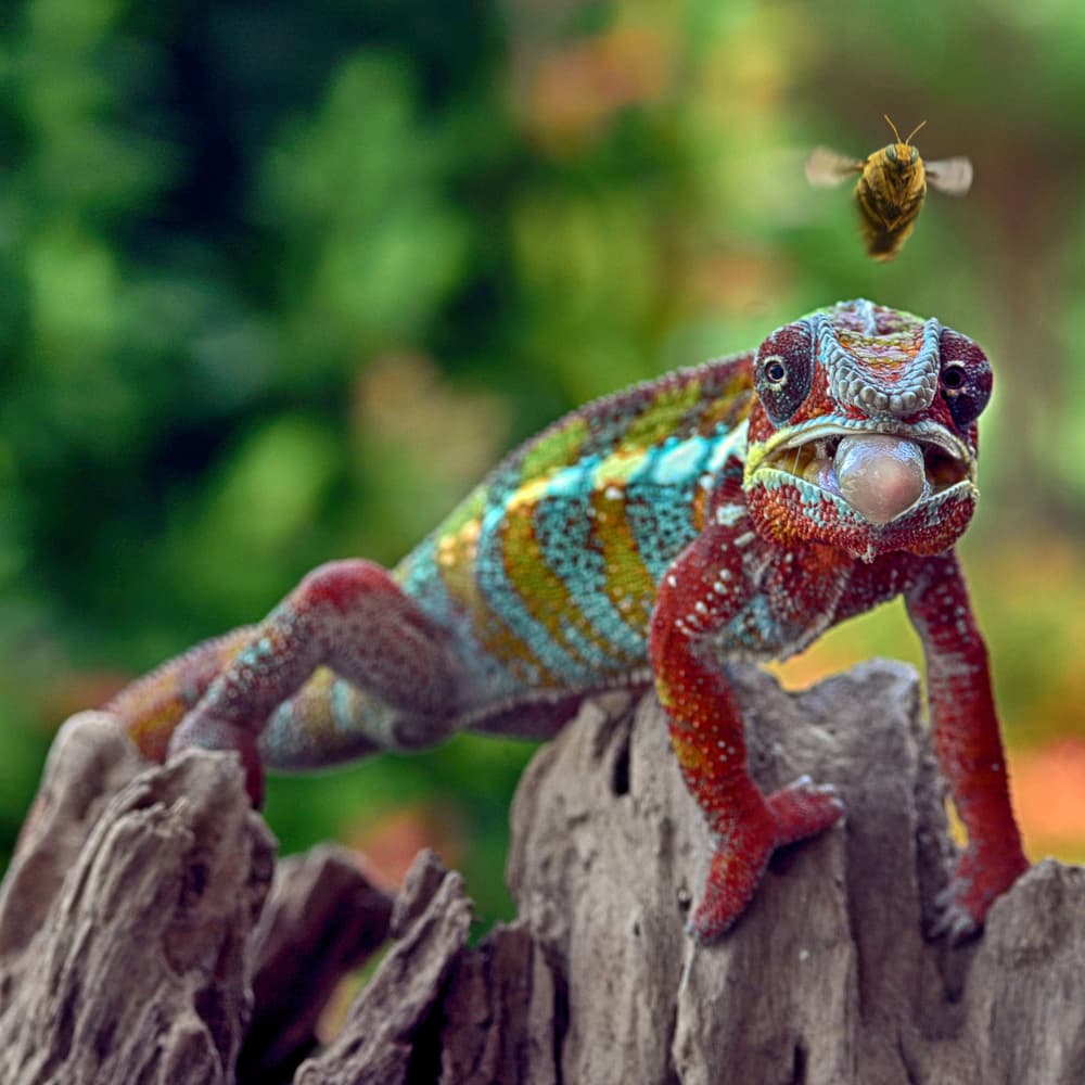 Chameleon's Bee Catch by Antonyus Bunjamin (Abe) — canvas wall art