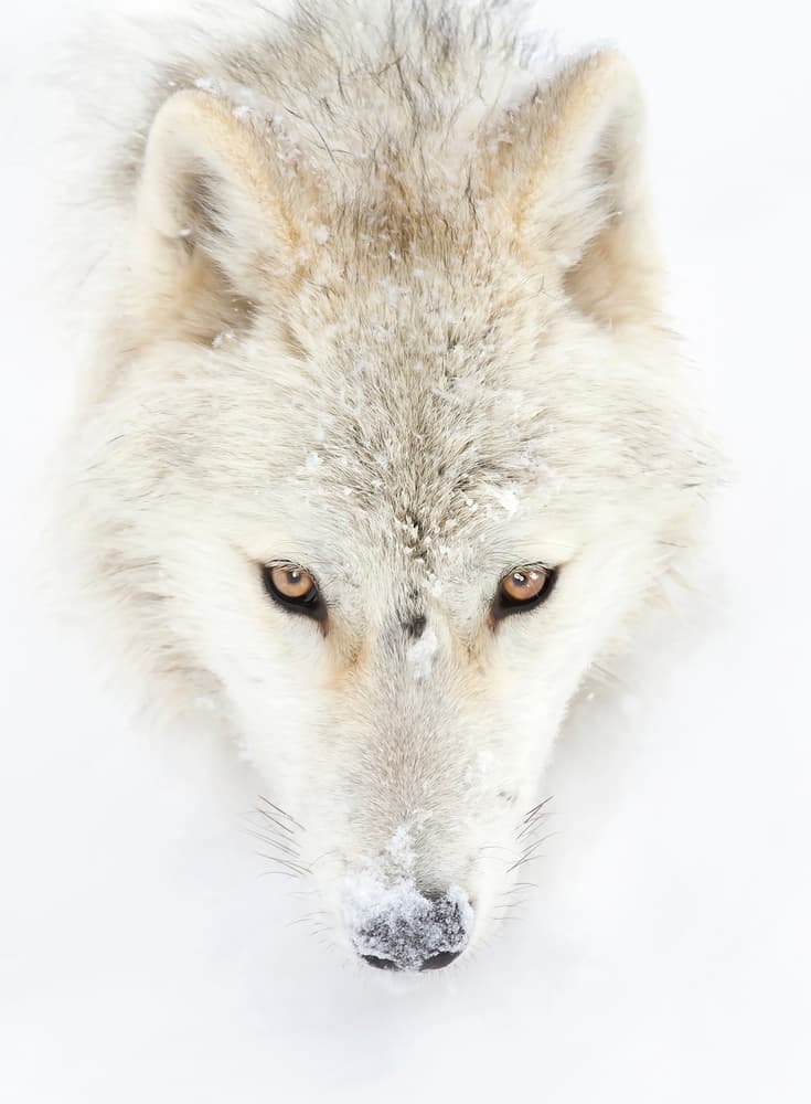 White Wolf Gaze by Jim Cumming — canvas wall art