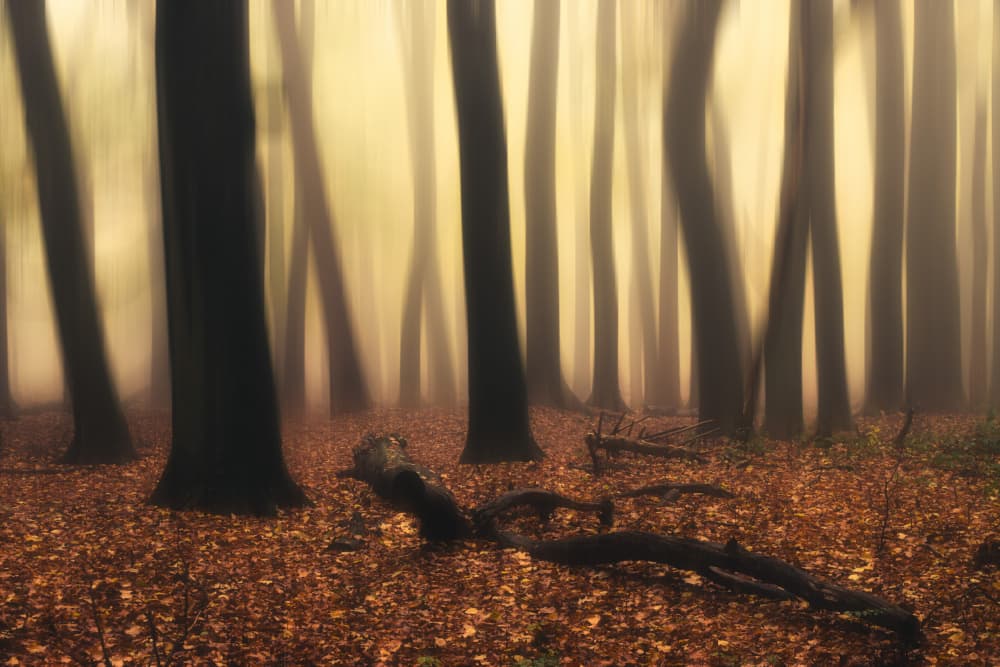 Misty Autumn Forest by Hilda van der Lee — canvas wall art