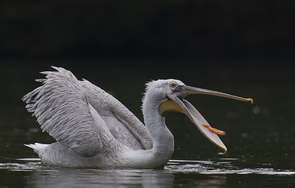 Pelican Catch by C.S. Tjandra — canvas wall art