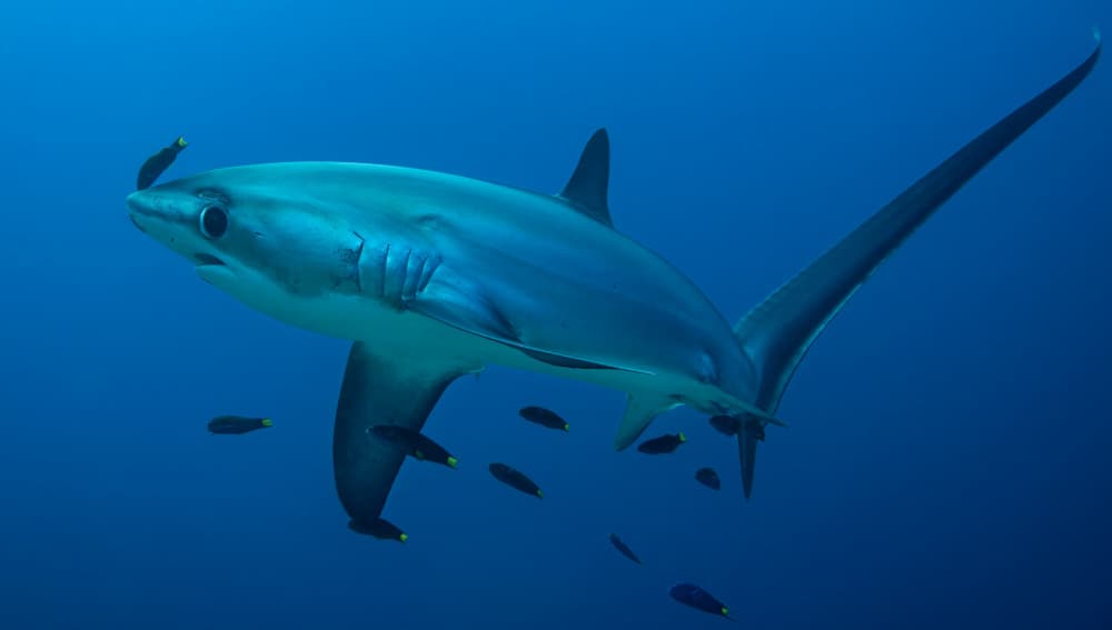 Deep Ocean Thresher Shark by Ido Meirovich — canvas wall art