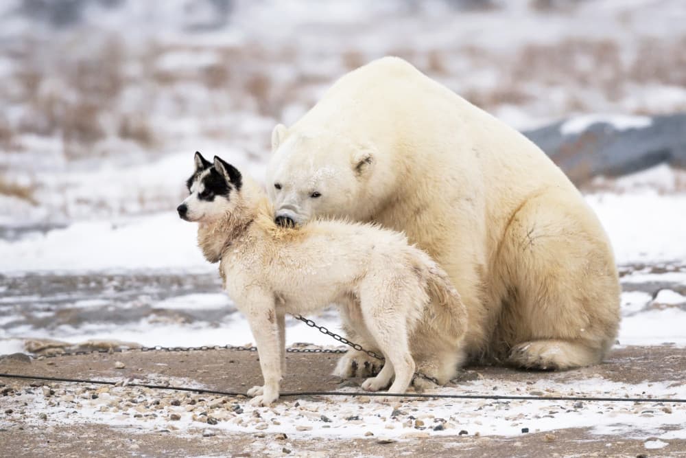 Gentle Polar Bear And Husky by Marco Pozzi — canvas wall art