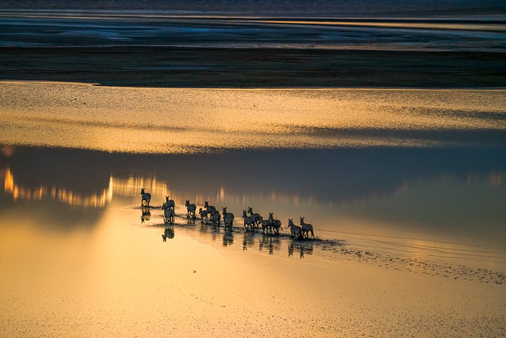 Zebras Golden Sunset by John Fan — canvas wall art