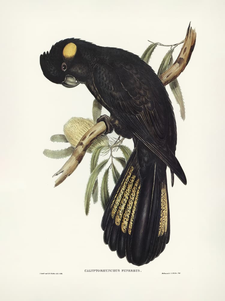 Funereal Cockatoo by Elizabeth and John Gould — canvas wall art