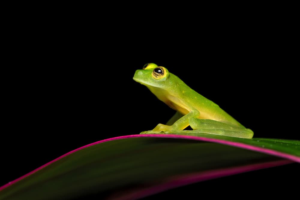 Vivid Green Frog by Milan Zygmunt — canvas wall art