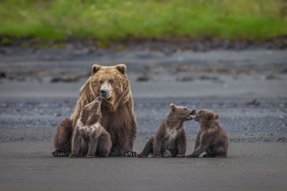 Grizzly Family Affection by Mark Strom — canvas wall art