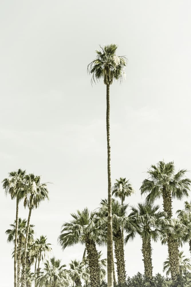 Skyward Palms by Melanie Viola — canvas wall art