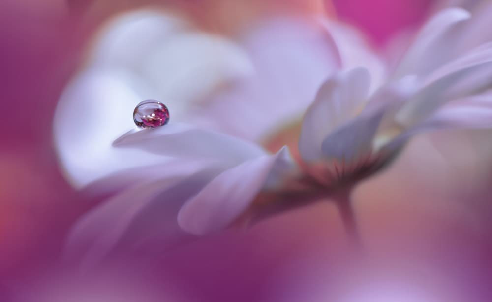 Delicate Petal Drop by Juliana Nan — canvas wall art