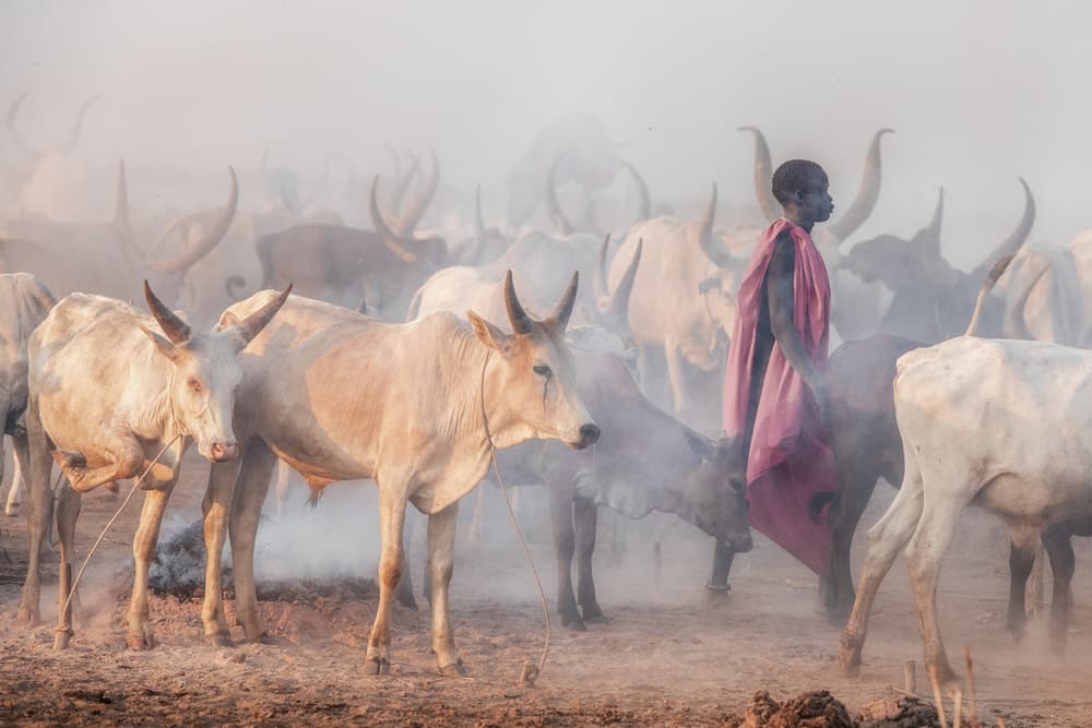 Dinka Cattle Herder by Trevor Cole — canvas wall art