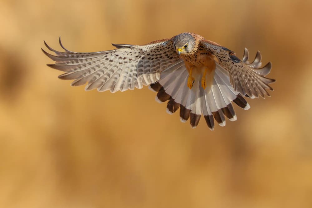 Kestrel in Flight by David Manusevich — canvas wall art