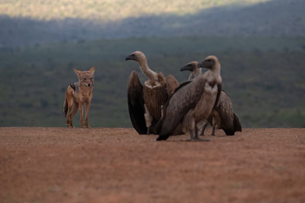 Jackal Observing Vultures by Marco Pozzi — canvas wall art