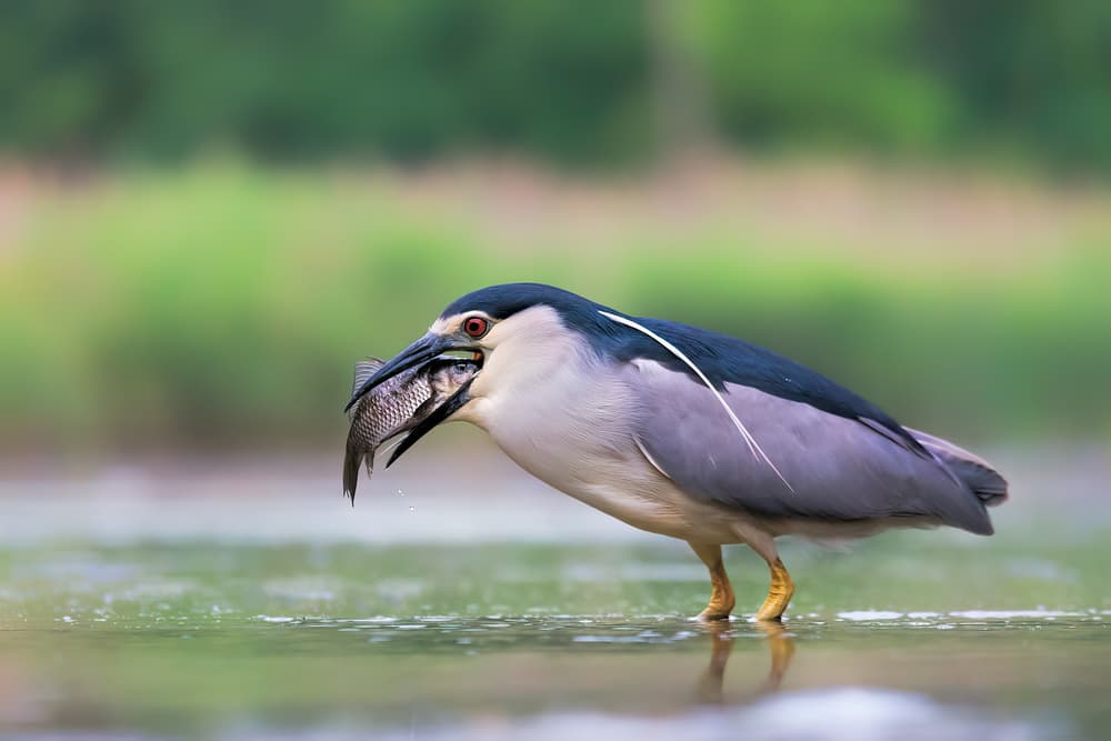 Night Heron's Catch by Jun Zuo — canvas wall art