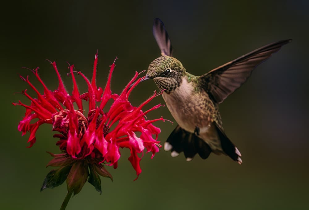 Hummingbird and Red Bloom by Ben.C.L — canvas wall art