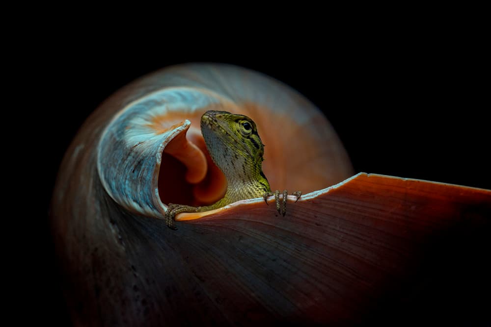 Lizard In Spiral Shell by Andi Halil — canvas wall art