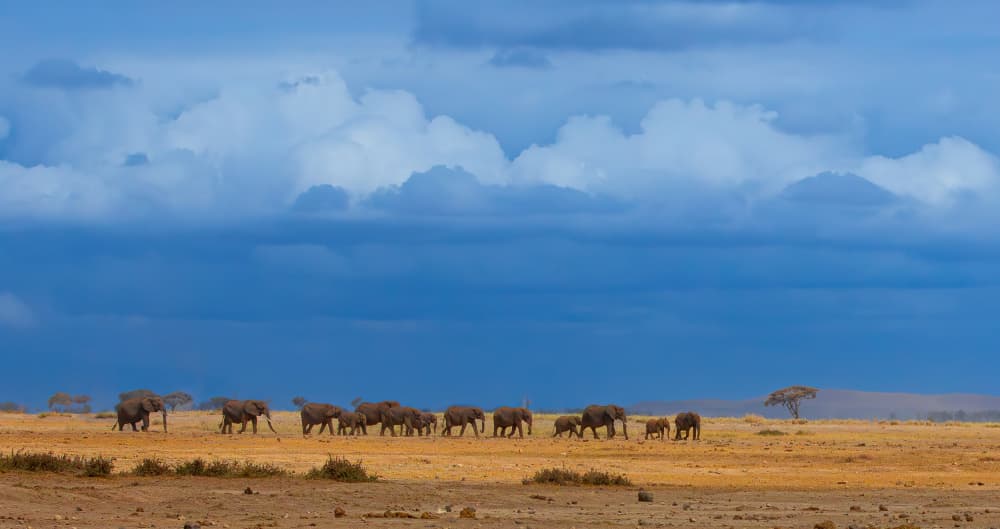 Elephants Under Big Sky by Johnson Huang — canvas wall art