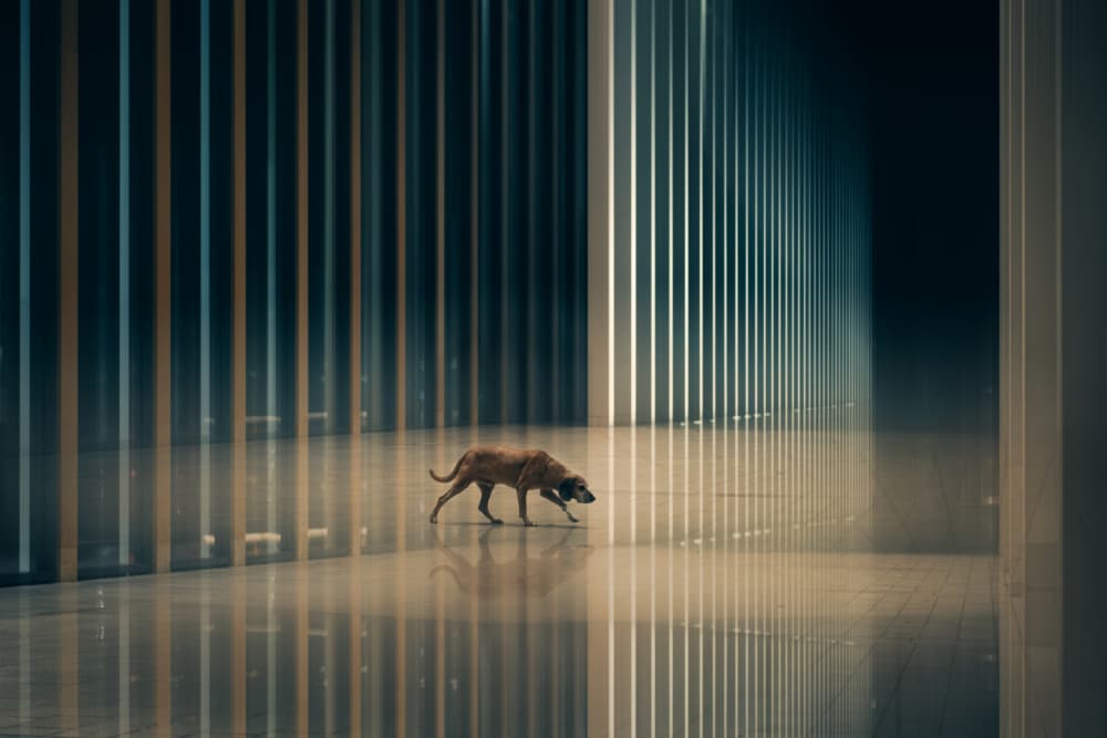 Lone Dog Modern Hallway by Heike Willers — canvas wall art