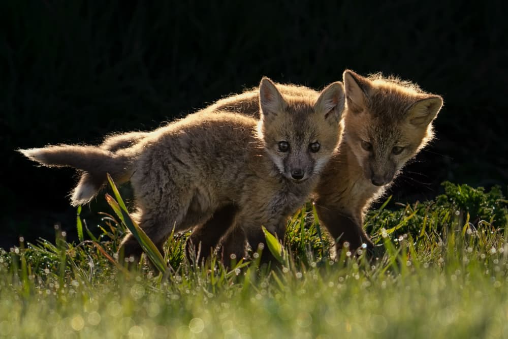 Curious Fox Kits Morning Dew by Lydia Jacobs — canvas wall art