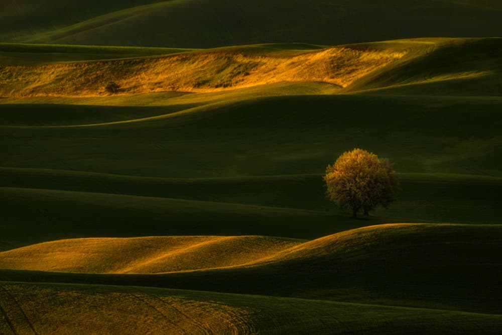 Rolling Green Hills with Lone Tree by Lydia Jacobs — canvas wall art