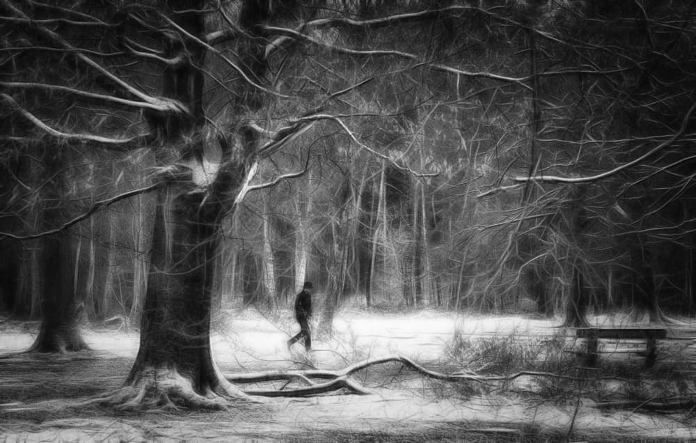 Solitary Winter Forest Walk by Saskia Dingemans — canvas wall art