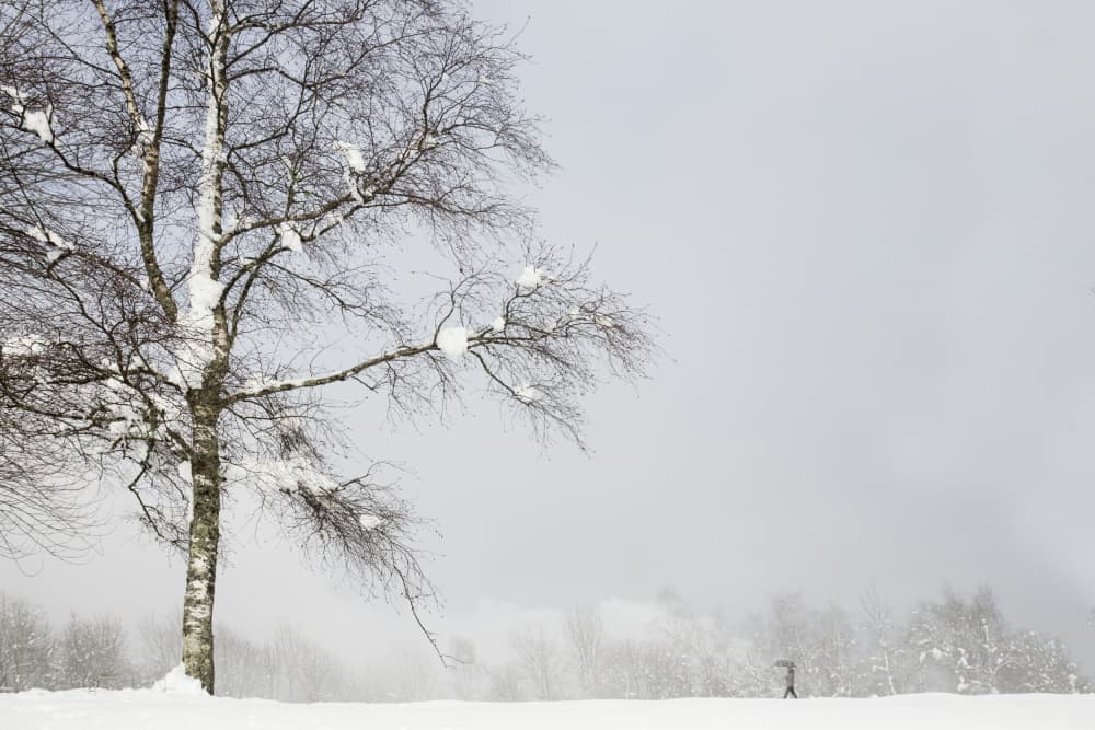 Snowy Birch and Walker by Juan Antonio Palacios — canvas wall art