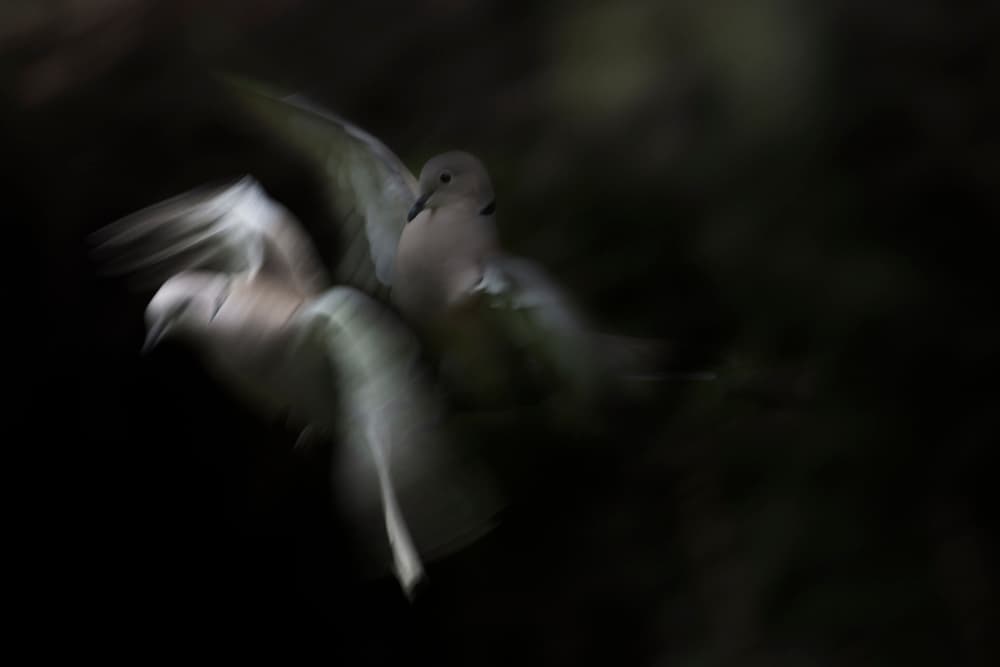 Doves in Motion by Martine Benezech — canvas wall art