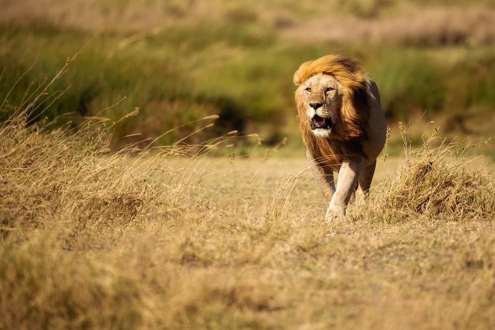 Majestic African Lion by Mohammed Alnaser — canvas wall art